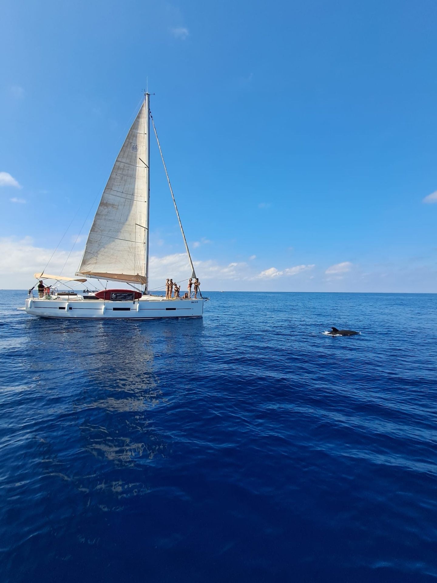 Sailing yacht with a dolphin surfacing nearby on a dolphin-watching trip off Puerto Banús, Marbella